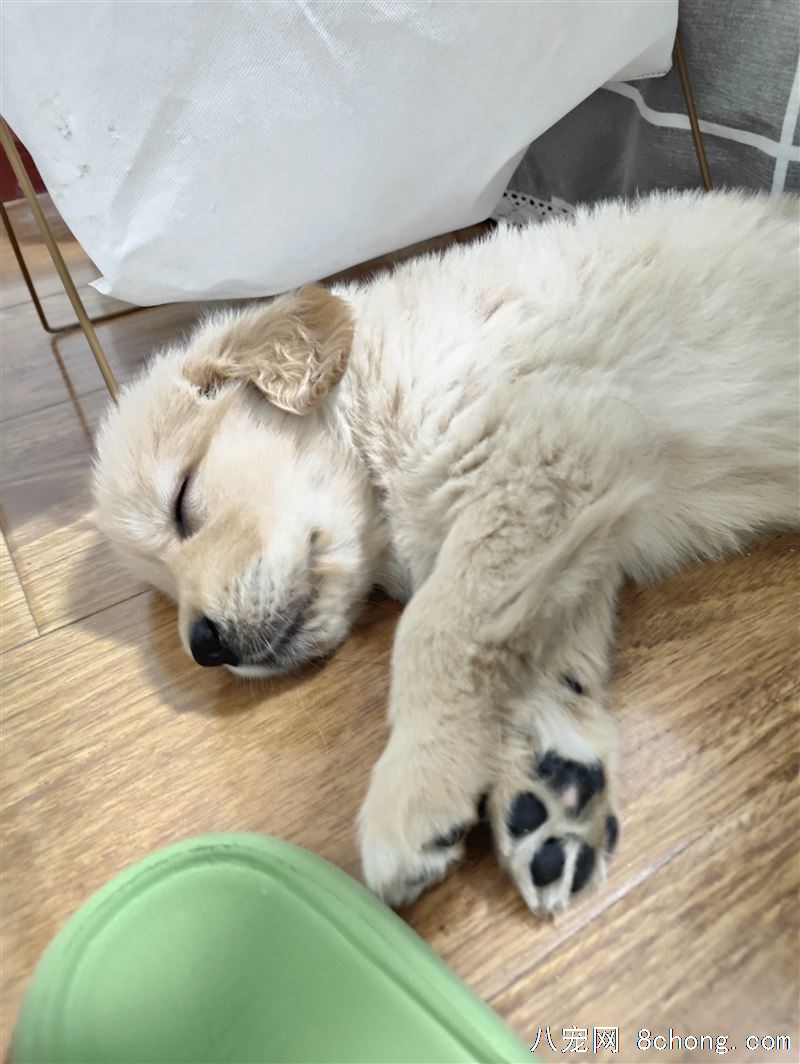 奶油色小金毛四十天大，自家狗狗的崽儿